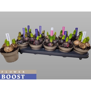 Hyacin Pear Gem 4 Kl