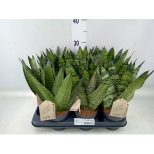 Sansevieria zeylanica