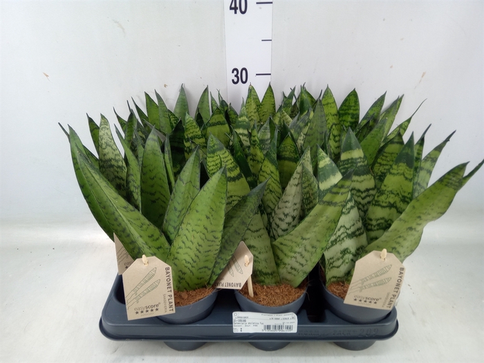 <h4>Sansevieria zeylanica</h4>