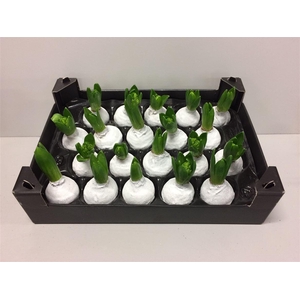 Wax Hyacinth Snow Topline Wit