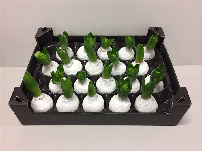 <h4>Wax Hyacinth Snow Topline Wit</h4>