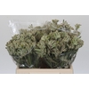Anigozanthos Cape Gray Moss