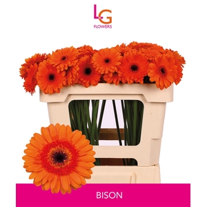 Germini Bison Doos