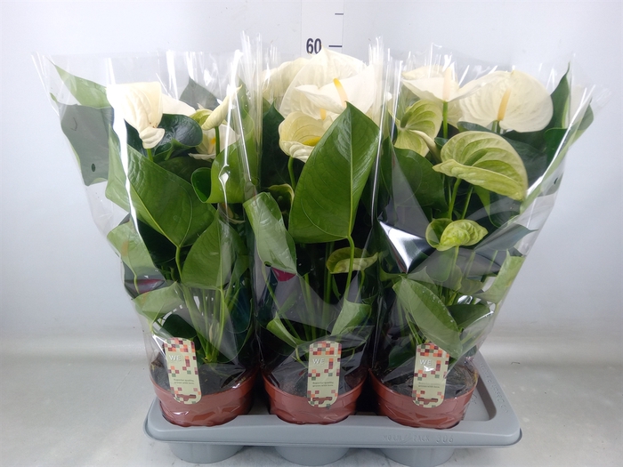<h4>Anthurium andr. 'Alpine'</h4>