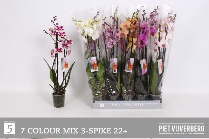 <h4>PHAL GEM 7 KL</h4>