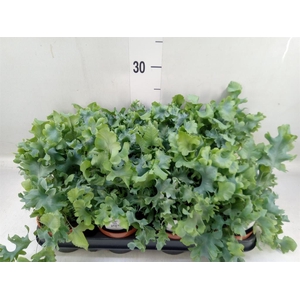 Phlebodium aureum 'Davana'