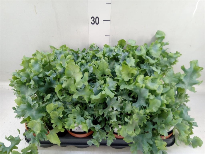 <h4>Phlebodium aureum 'Davana'</h4>