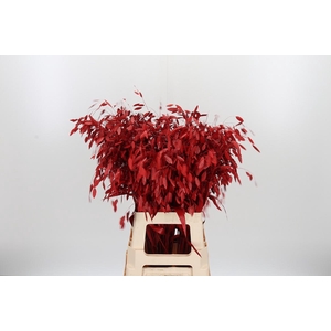 Chasmantium Kl Bh Rood