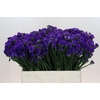Limonium sinuatum Navy Sun Birds