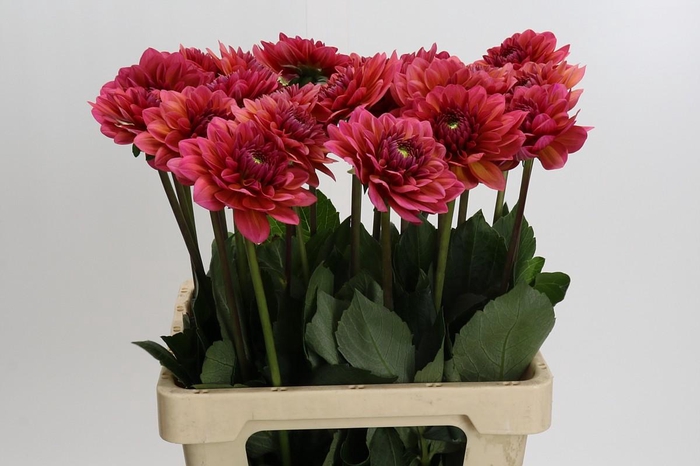 <h4>Dahlia Salmon Runner</h4>