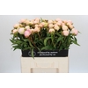 Paeonia Chiffon Parfait