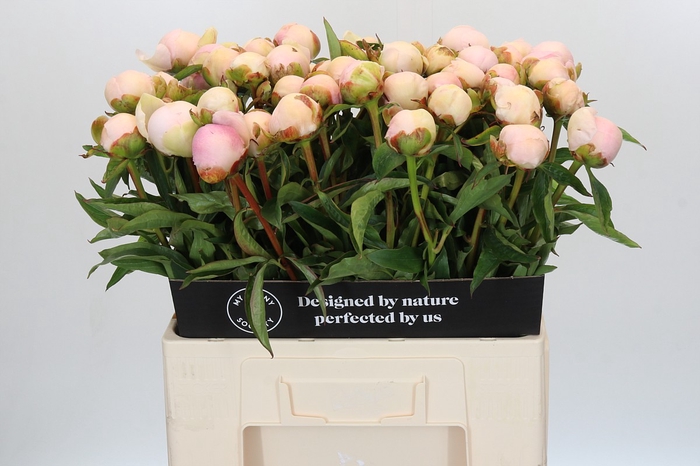 <h4>Paeonia Chiffon Parfait</h4>