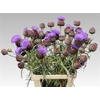 Cynara Cardunculus