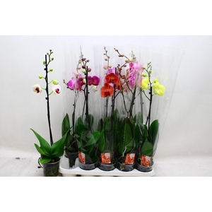 PHAL GEM