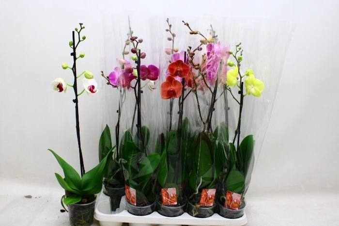 <h4>PHAL GEM</h4>
