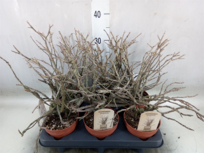 <h4>Euphorbia   ...</h4>