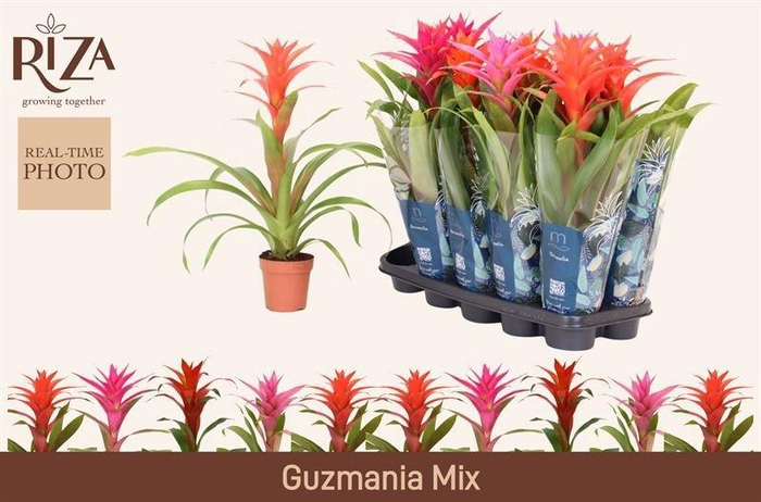 <h4>GUZM GEM 5 SRT</h4>