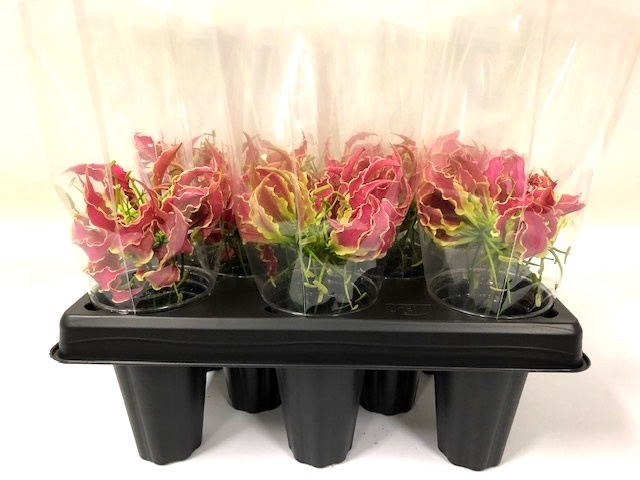 <h4>GLORIOSA EXOT PINK</h4>