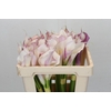 Zantedeschia Eydolls Purple White