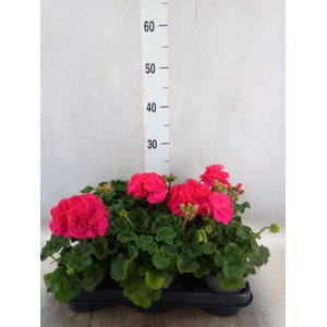 Pelargonium zona.   ...F1