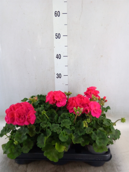<h4>Pelargonium zona.   ...F1</h4>