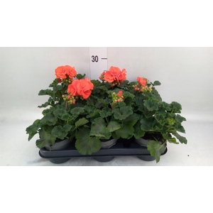 Pelargonium zona.   ...F1