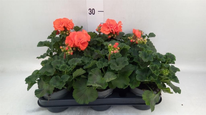 <h4>Pelargonium zona. ...F1</h4>