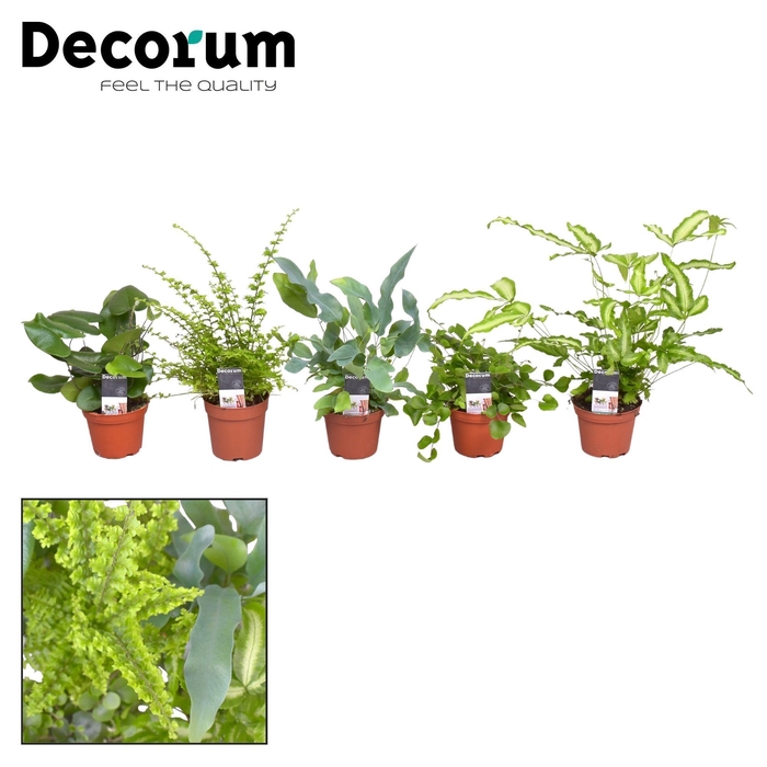 Varen mix 7 cm (Decorum)