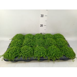Soleirolia soleirolii   ...green