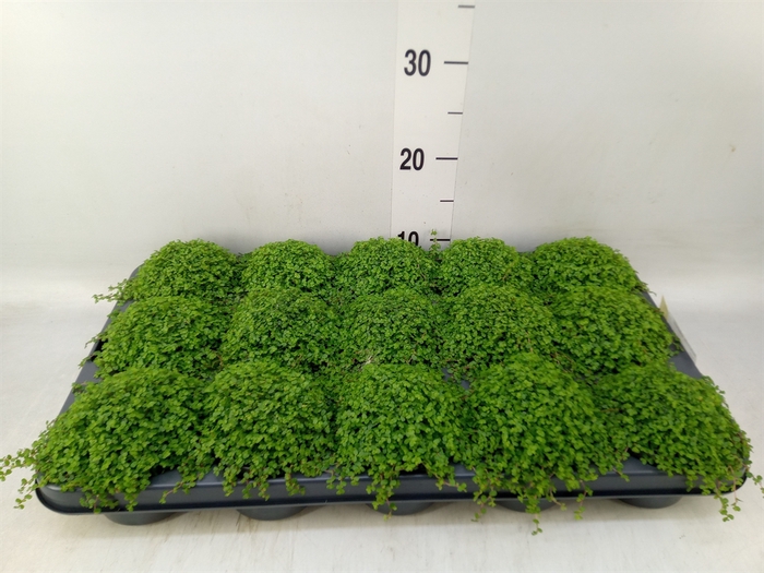 <h4>Soleirolia soleirolii   ...green</h4>