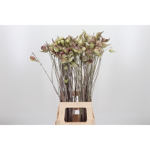 Asclepias Syriaca