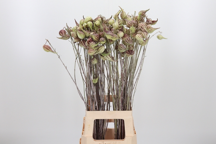 <h4>Asclepias Syriaca</h4>