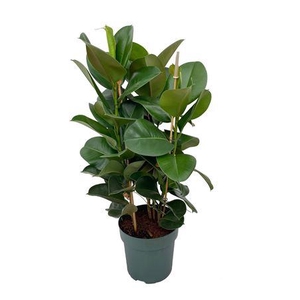 Ficus Makana Toef (bark)