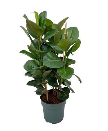 <h4>Ficus Makana Toef (bark)</h4>