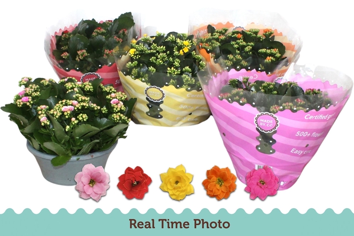 <h4>KAL GE GEM 5 KL</h4>