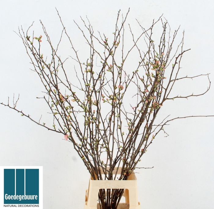 <h4>CHAENOMELES SUPERBA</h4>