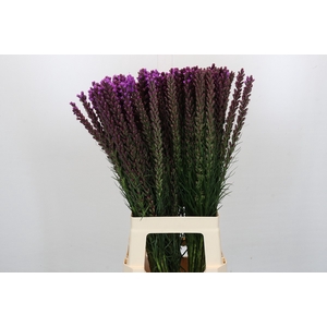 Liatris Callilepis