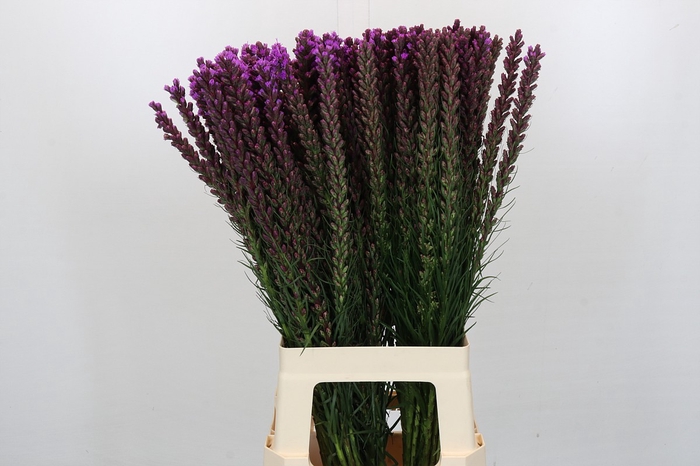 <h4>Liatris Callilepis</h4>