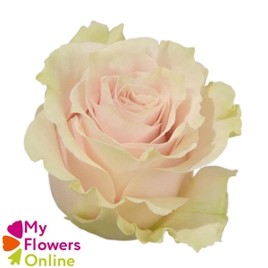 R Gr Pink Mondial Bicolor 70cm EC