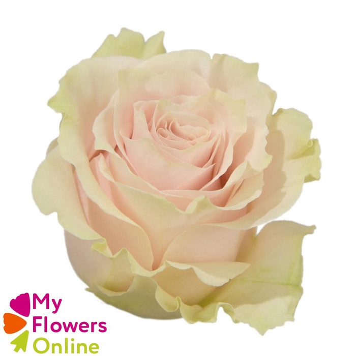 <h4>R Gr Pink Mondial Bicolor 70cm EC</h4>