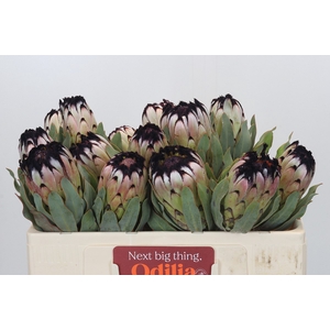 Protea Niobe