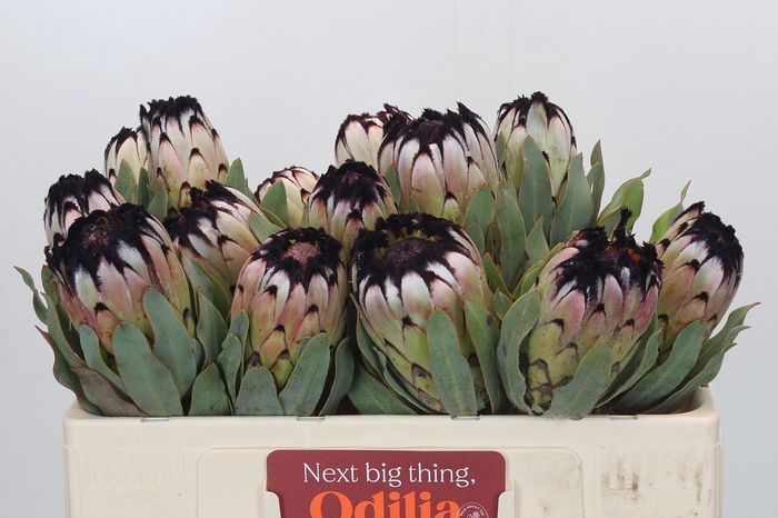 <h4>Protea Niobe</h4>