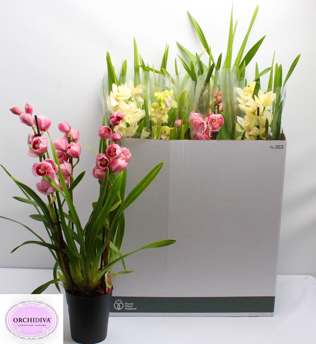 <h4>CYMB GEMENGD</h4>