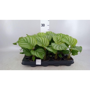 Calathea orbifolia