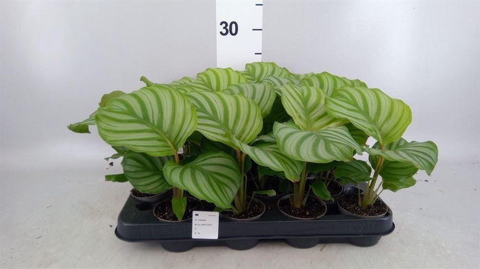 <h4>Calathea orbifolia</h4>