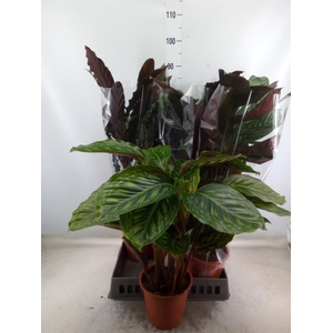 Calathea   ...mix