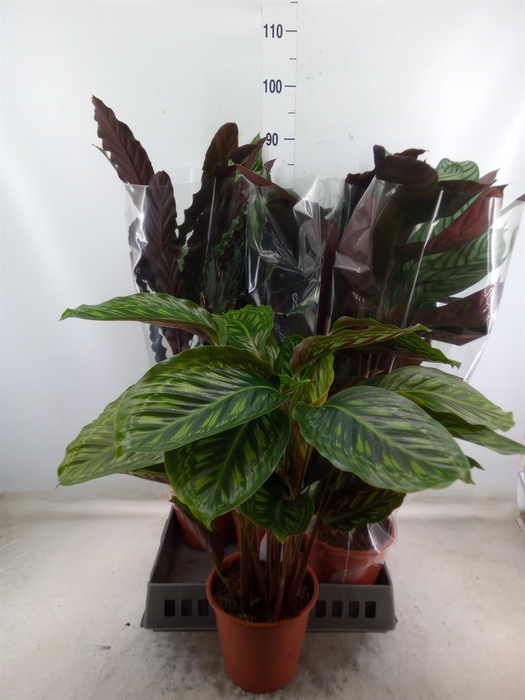 <h4>Calathea   ...mix</h4>