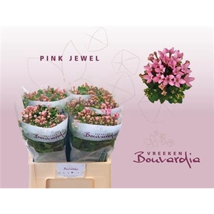 Bou En Pink Jewel