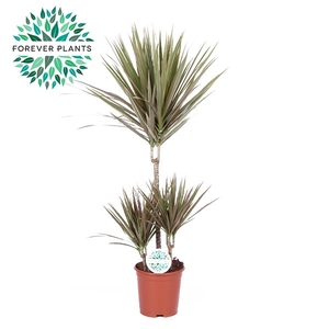 Dracaena Bicolor p21, 45+15+10