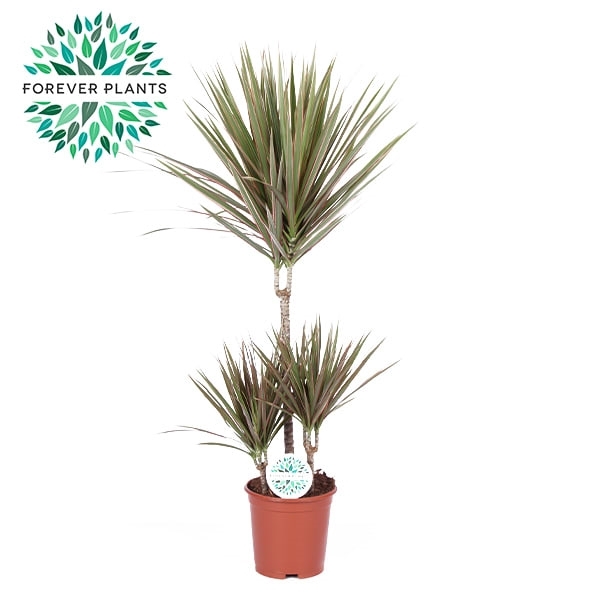 <h4>Dracaena Bicolor p21, 45+15+10</h4>